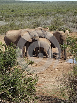 Addo Elephantpark, South-Africa