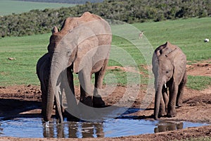 Addo Elephants