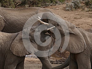 Addo Elephants Challenging Each Other