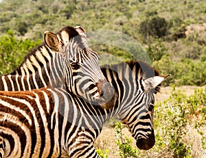 Addo Elephnt National Park: Burchell`s zebra