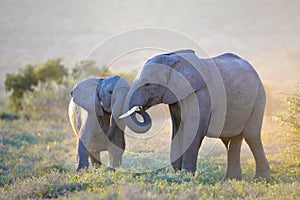 Addo National Elephant Park, South Africa - Elephants