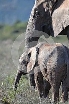 Addo National Elephant Park, South Africa - Elephants