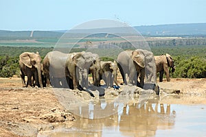 Addo National Elephant Park, South Africa