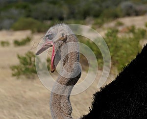 Addo Ostrich eating grass