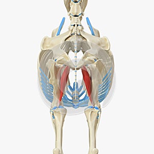 Adductor