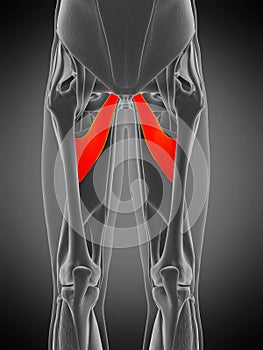 Adductor brevis