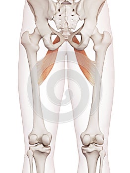 The adductor brevis