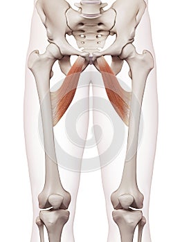 The adductor brevis