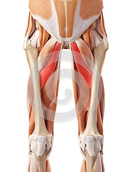 The adductor brevis