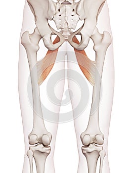 The adductor brevis photo