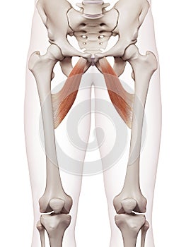 The adductor brevis photo