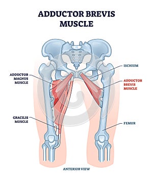 Adductor brevis muscle with hips and leg skeletal system outline diagram