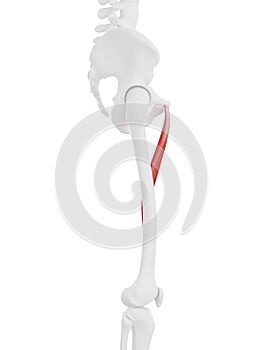 The Adductor Longus