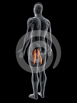 the adductor longus