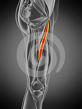 Adductor longus