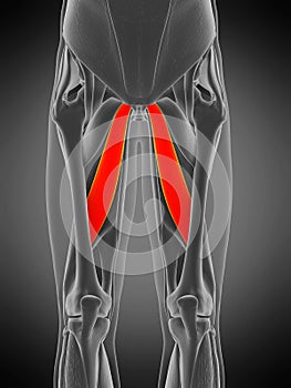 Adductor longus