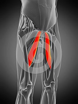 Adductor longus