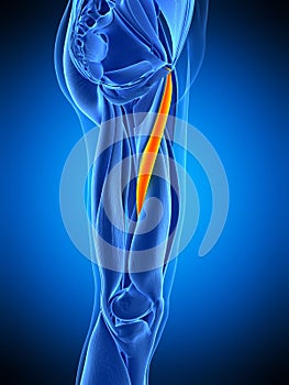 The adductor longus