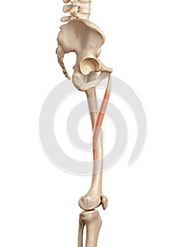 The adductor longus