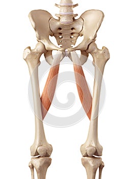 The adductor longus photo