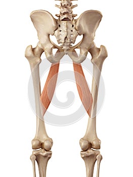 The adductor longus