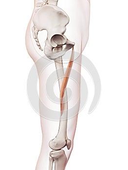 The adductor longus