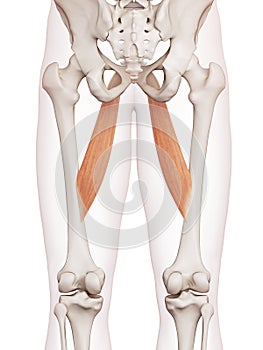 The adductor longus photo