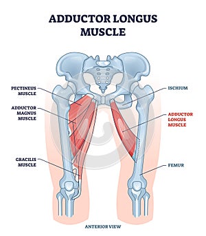 Adductor longus muscle location with hips and leg bones outline diagram