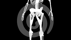 Adductor longus muscles on skeleton