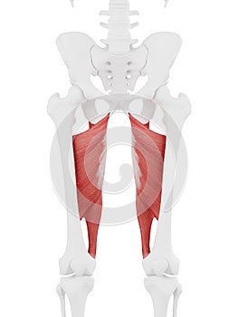 The Adductor Magnus