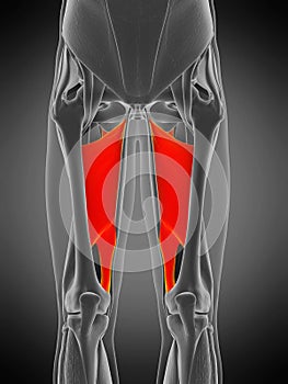 Adductor magnus