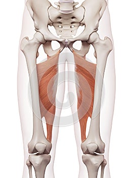 The adductor magnus