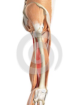 The adductor magnus