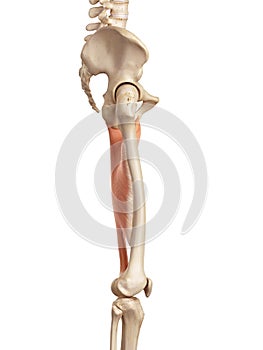 The adductor magnus