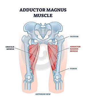 Adductor magnus muscle with ischium and femur skeleton outline diagram