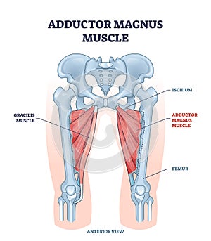 Adductor magnus muscle with ischium and femur skeleton outline diagram photo