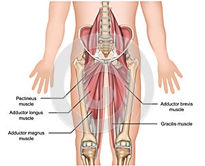 Adductor muscles anatomy 3d medical  illustration on white background