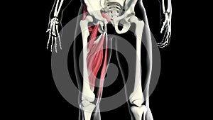 Adductor muscles animation