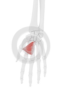 The Adductor Pollicis