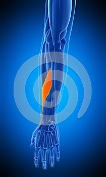 The adductor pollicis longus