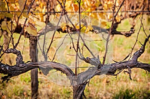 Adelaide - McLAren Vale - Scenic Drive - Vine yards.