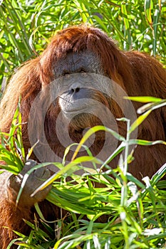 Adelaide zoo orangutang eating on 9th August 2012