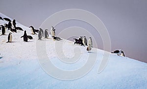 Adele penguin colony prepares for nesting