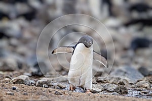 Adele penguin hikes down the stoney beach to the water