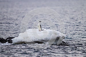 Adele penguin poses on top of small ice floe