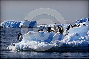 Adele Penguins Jumping