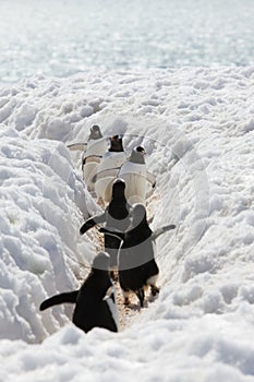 Pingüinos ir sobre el el mar 