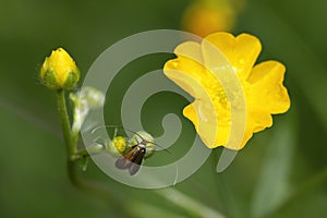 Adelidae butterfly perched on yellow field flowers, horizontal macro nature photograph