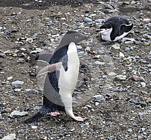 Adelie Chinstrap Penguins Frei Station Antarctica