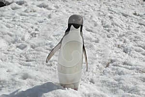 Adela pinguino 